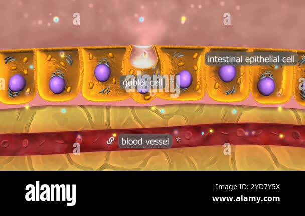 The large intestine absorbs water, vitamins, and minerals from ...