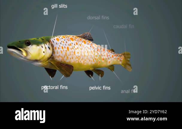 Trout anatomy Stock Videos & Footage - HD and 4K Video Clips - Alamy