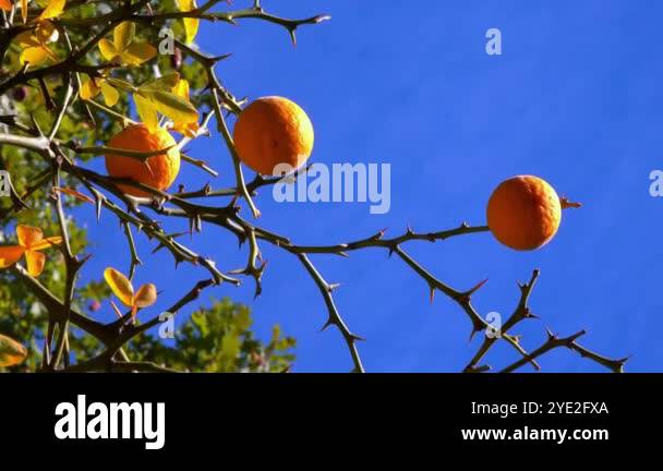 Hardy chinese shrub Stock Videos & Footage - HD and 4K Video Clips - Alamy