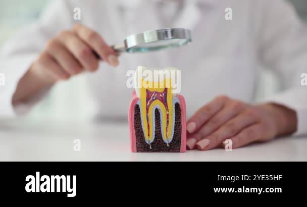 Dentist examines healthy tooth model using magnifying glass at ...