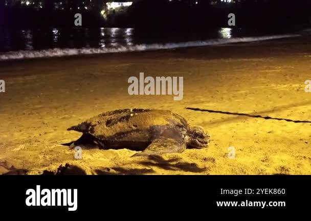 The leatherback sea turtle Dermochelys coriacea has come out on the ...