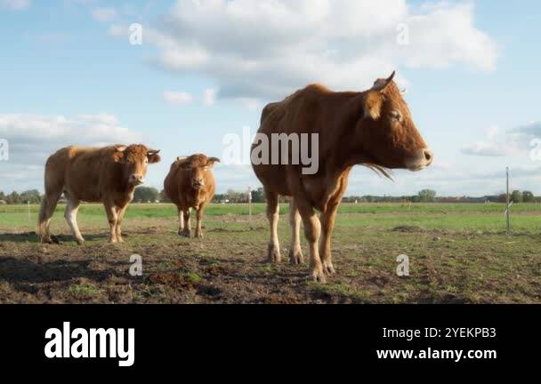 Purebred French Limousin beef cows graze in a pasture. Breeding ...