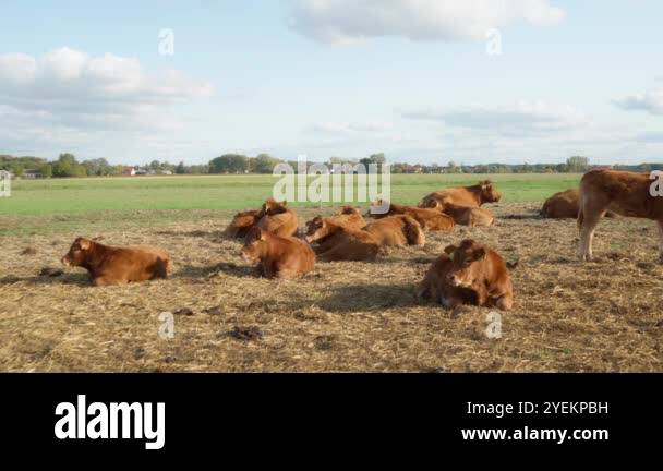 Calves with livestock tags on their ears are resting on a pasture ...
