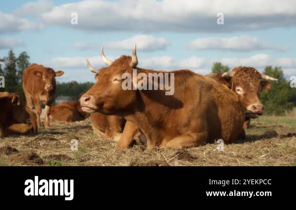 A brown cow with closed eyes lies in a picturesque meadow and chews cud ...