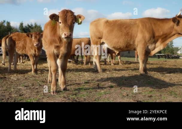 A young curious calf with a tags on its ears sniffs and looks around ...