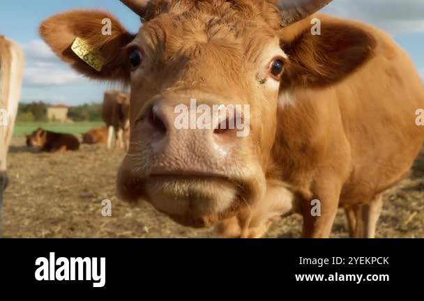 A curious cow with a cattle tag on her ear carefully sniffs the camera ...