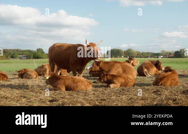 A herd of purebred French Limousin beef cows and calves with livestock ...