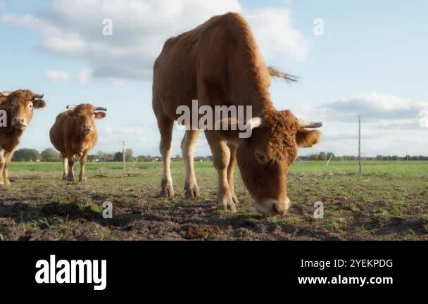 Purebred French Limousin beef cows graze in a pasture. Breeding ...