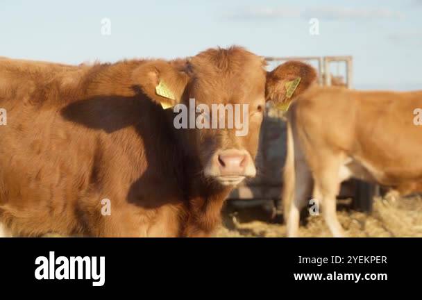 A young curious calf with a tags on its ears sniffs and looks around ...