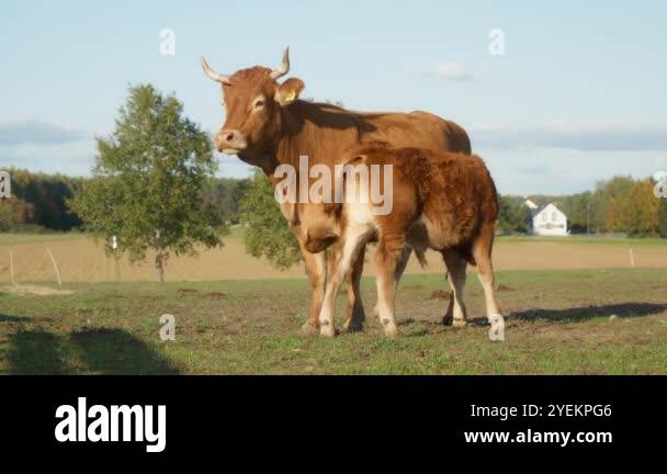 A Young Calf Sucks Milk From The Udder Of A Mother Cow In A Picturesque a-young-calf-sucks-milk-from-the-udder-of-a-mother-cow-in-a-picturesque
