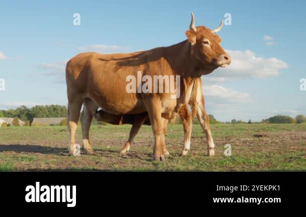 A young calf sucks milk from the udder of a mother cow in a picturesque ...