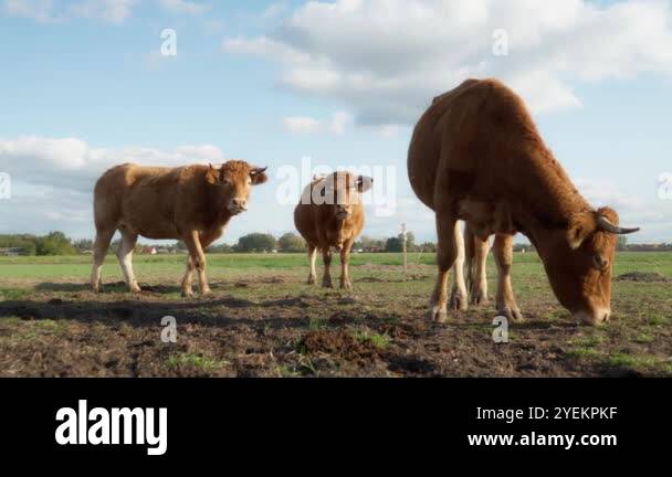 Purebred French Limousin beef cows graze in a pasture. Breeding ...