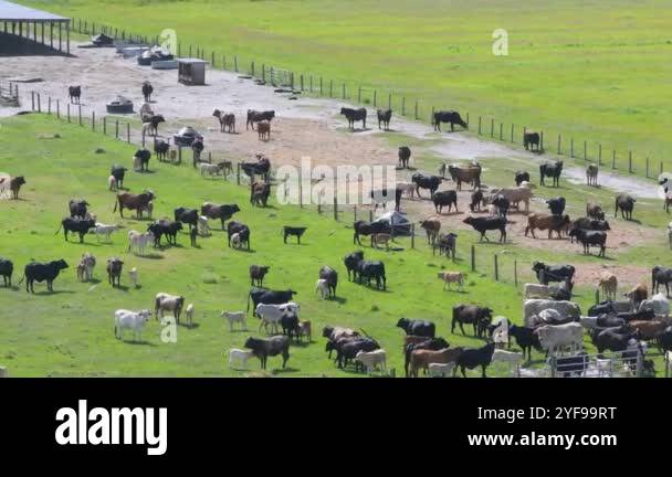 Herd of dairy cattle grazing in pasture field. Milk cows on green farm ...