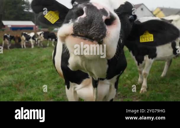 A cow with cattle tags on her ears cautiously and timidly sniffs with a ...