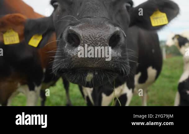 A cow with cattle tags on her ears cautiously and timidly sniffs with a ...