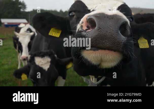 A cow with cattle tags on her ears cautiously and timidly sniffs with a ...