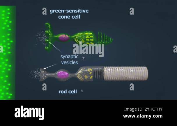 The Rods Detect Eye receptors, including rods and cones, detect light and color; rods ...