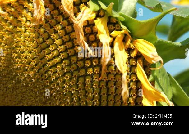 Sunflower seeds. Golden ratio in sunflower ensures most uniform ...