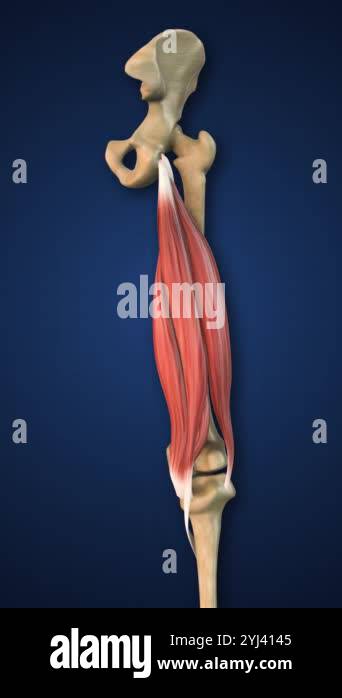 Highlighted Hamstring Muscle with Lower Limb Stock Video Footage - Alamy