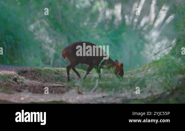 muntjac-barking-deer-going-into-the-forest-with-the-sound-of-nature