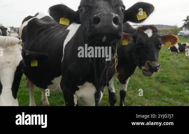 A cow with cattle tags on her ears cautiously and timidly sniffs with a ...