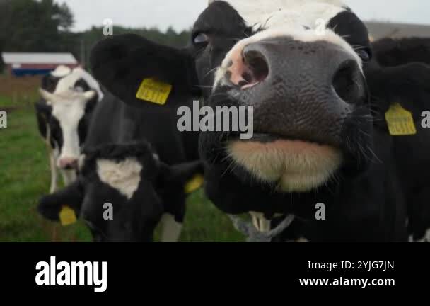 A cow with cattle tags on her ears cautiously and timidly sniffs with a ...