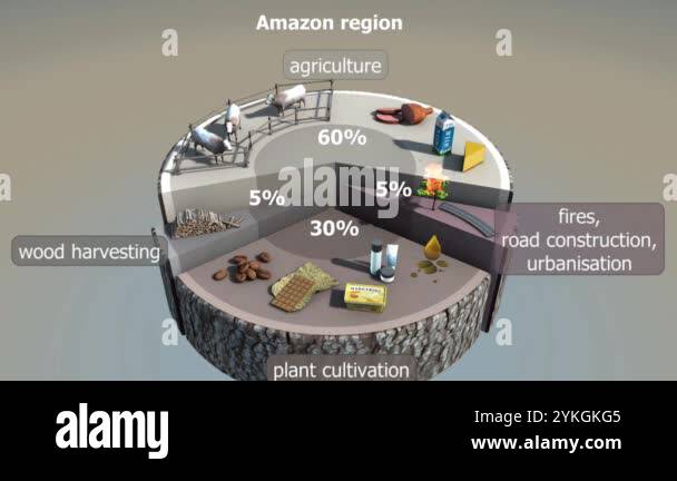 Causes of deforestation Stock Videos & Footage - HD and 4K Video Clips ...