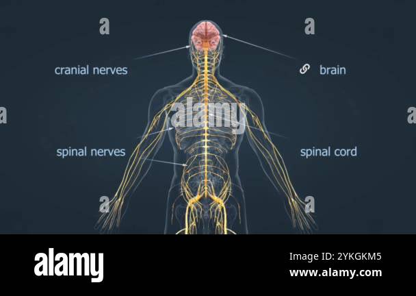 The human nervous system consists of the brain, spinal cord, and ...