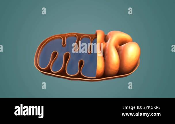 Mitochondria are the powerhouses of the cell, generating energy through ...