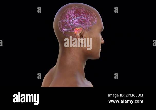 3D animation of the human brain with the pons highlighted in red ...
