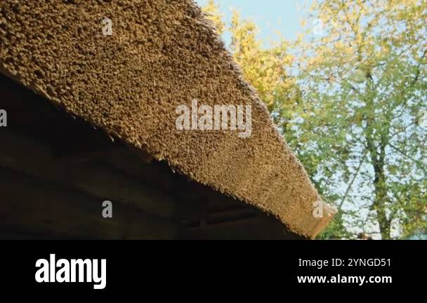 A thatch or a thatch roof is a roof made Stock Videos & Footage - HD ...