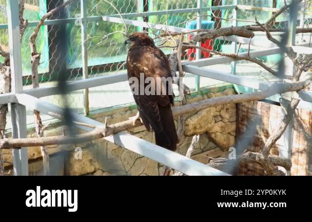 Back view of bird of falcon is sitting on a crossbar and looks around ...