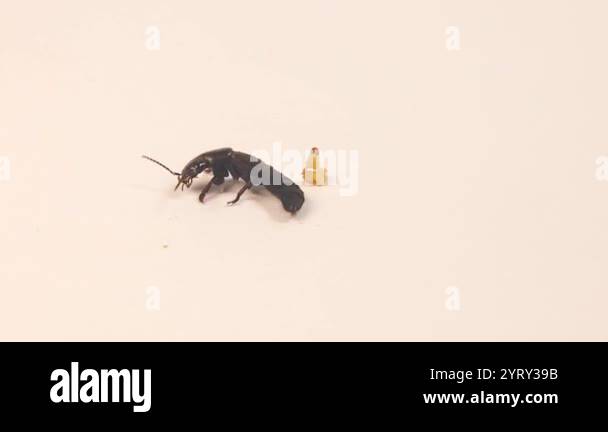 Devil's chariot beetle (Ocypus olens) after predation. Remains of moth ...