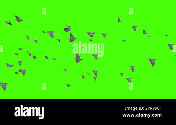 green screen flock of flying pigeons, 4k animation footage Stock Video ...