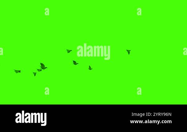 green screen flock of flying pigeons, 4k animation footage Stock Video ...