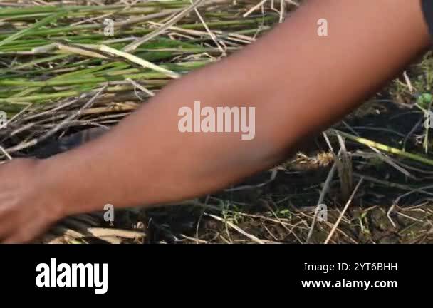 Indian farmer cutting rice plants with a sickle. Hand of indian farmers ...