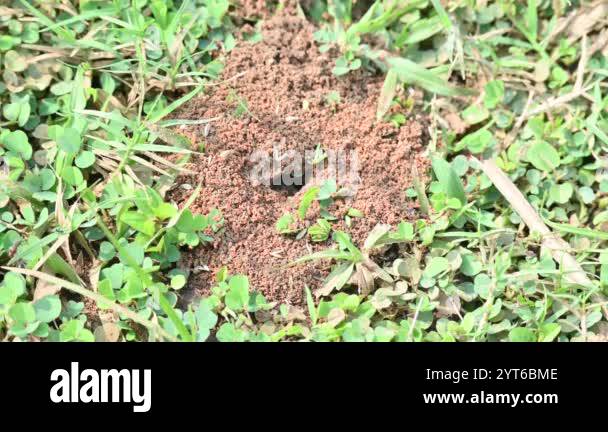Ant collecting its food. The ant is collecting grass seeds in its food ...