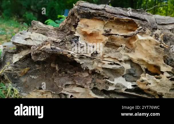 Isoptera Stock Videos & Footage - HD and 4K Video Clips - Alamy