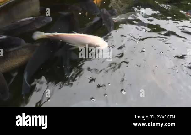 Common carp european Stock Videos & Footage - HD and 4K Video Clips - Alamy