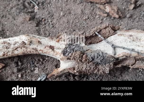 Termites eating tree dry branch. Tree branch that has become infested ...