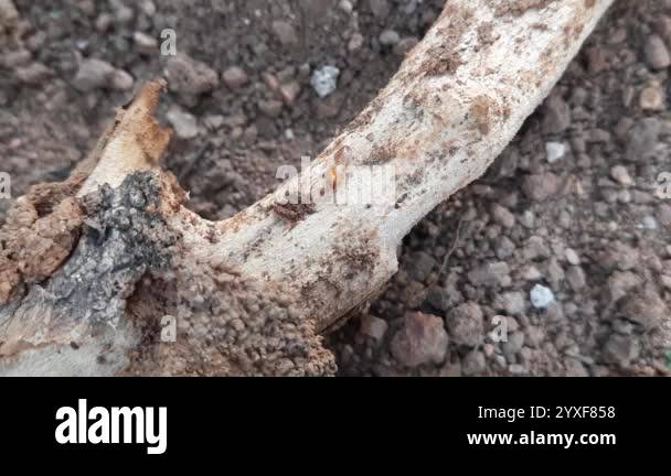 Termites eating tree dry branch. Tree branch that has become infested ...