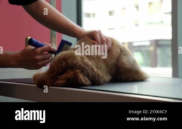 Image showcasing Using animal deshedding brush to remove tangles and lose dog hair 4k ...