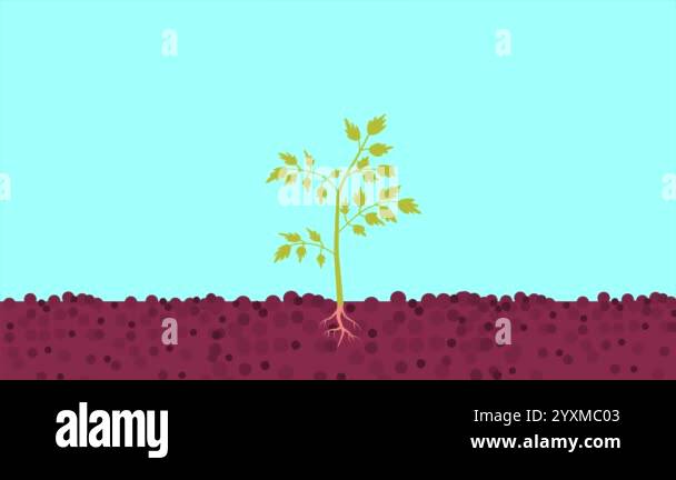 Tomato plant with roots in the soil. Minimal modern motion design ...
