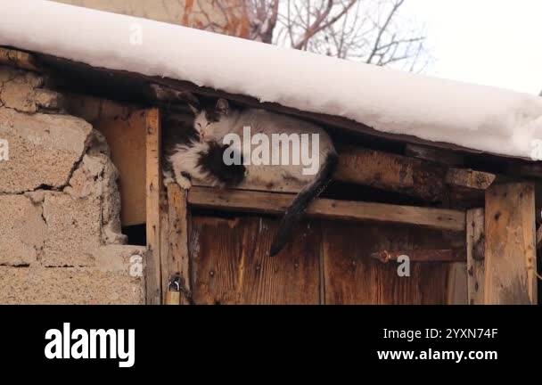 Kitten waits for its mother in an abandoned snow-covered house in a