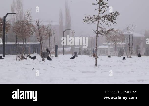 Cows (Western jackdaw, Rook, Hooded crow) in a snowy and foogy garden ...