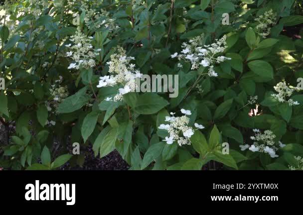 The 'Unique' variety of Hydrangea paniculata Siebold is in its early ...