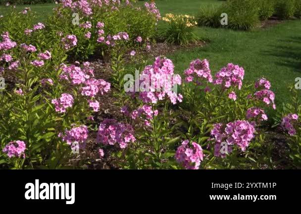 A close-up view of pink phlox in full bloom captures the vibrant energy ...