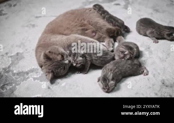 Five adorable British Shorthair newborn kittens nurse contentedly on