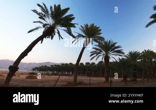 Reed plantations Stock Videos & Footage - HD and 4K Video Clips - Alamy