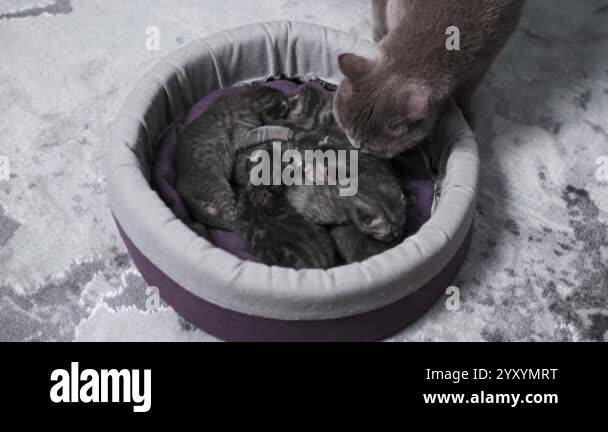 A British Shorthair mother cat gently checks on her newborn kittens